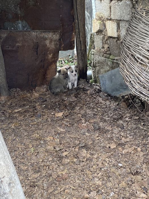 Ofer spre adoptie catei