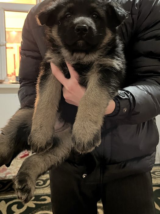 Восточно европейская овчарка сатылады