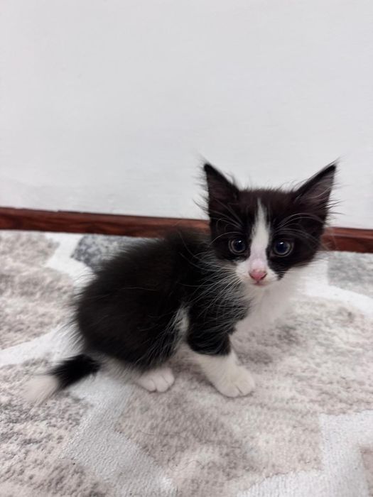 Котенок маленький