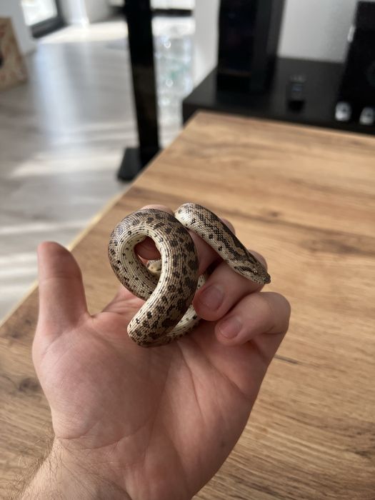 Sarpe sadboa/ boa de nisip