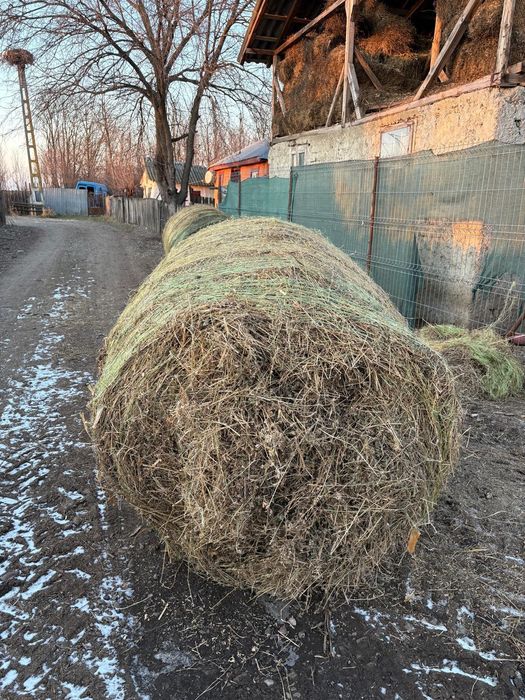 Vând baloți lucernă si coceni,baloți mari lucernă si mici coceni ...