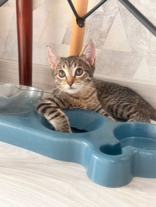 Отдам котят 5 месяцев в добрые руки