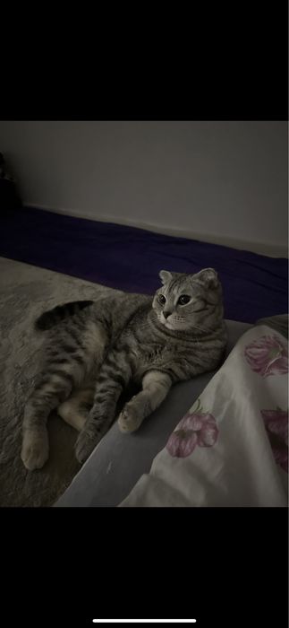 Отдам кошку бесплатно