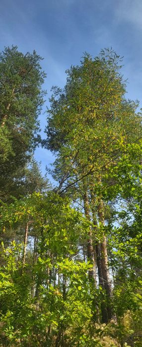 Парцел в регулация с. ОЧУША Софийска област