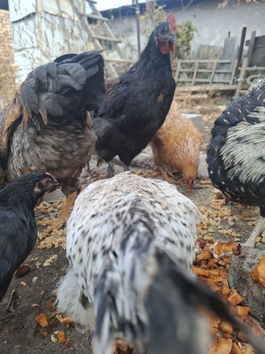 Продам домашных курей