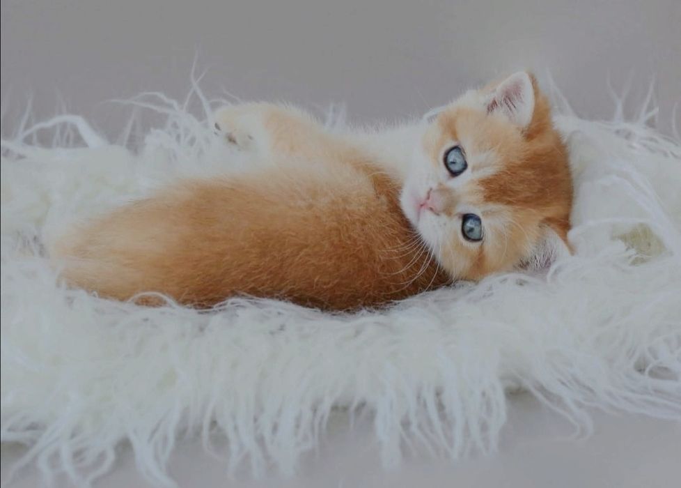 Кошечка и котик британские