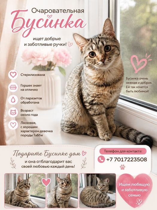 Ласковая кошечка ищет дом