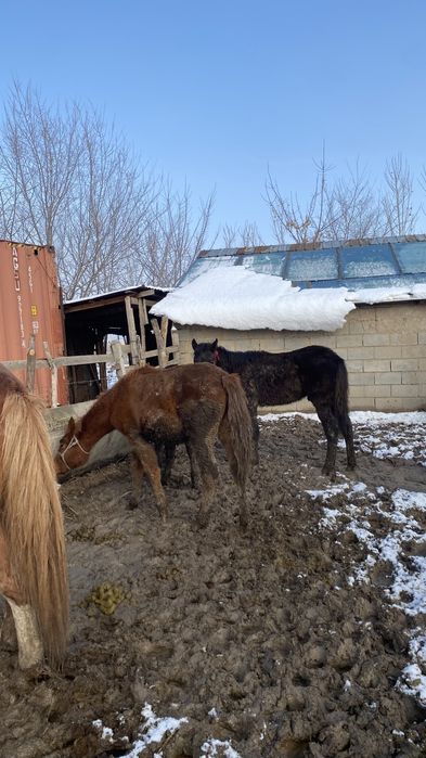 Жабағы,тай,лошадь