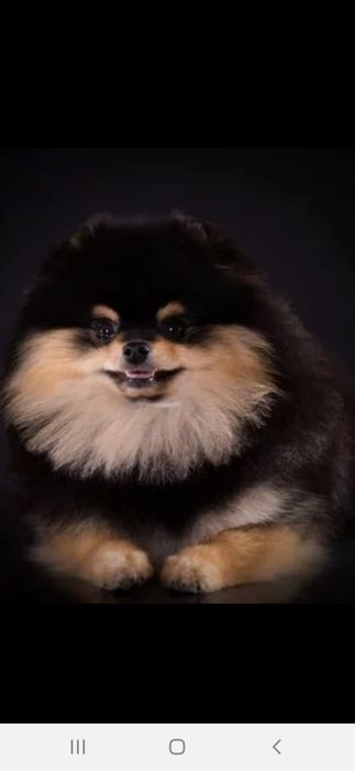 Предлагаю к бронированию девушек помираночек