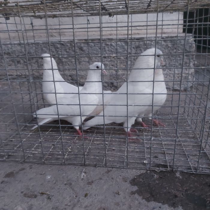 Туркмени лет с игрой гарантия