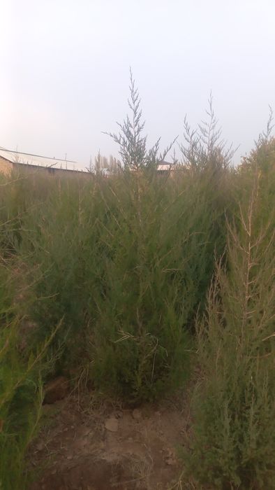 Можжевельник оптом