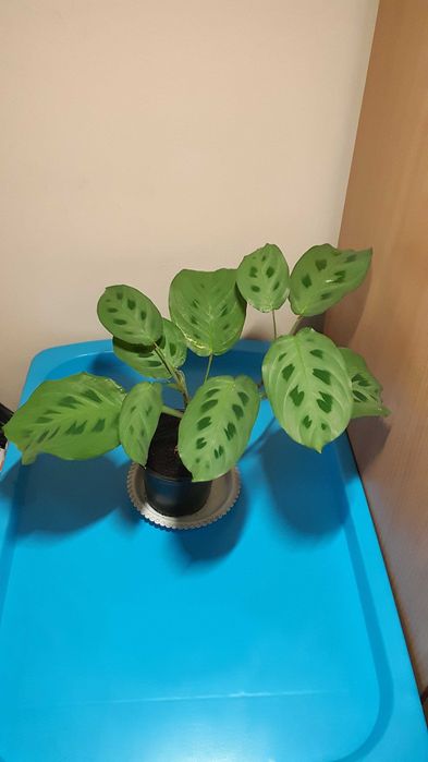 Сортовая фиалка Lion's Red Rocket