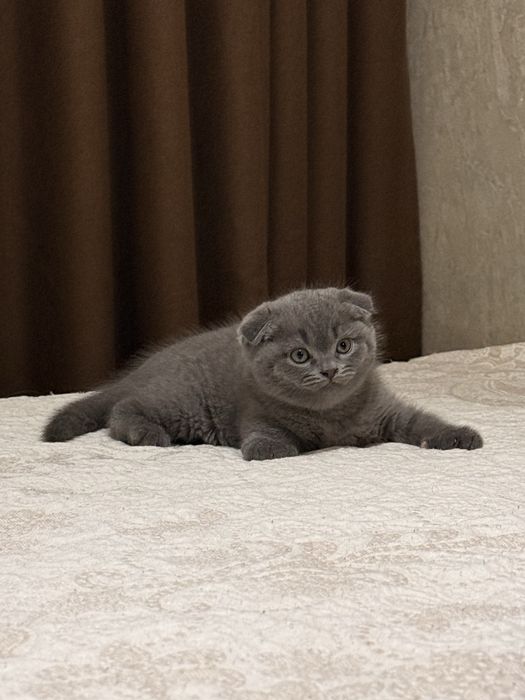 Продаётся котёнок шотландской вислоухой породы (мальчик)
