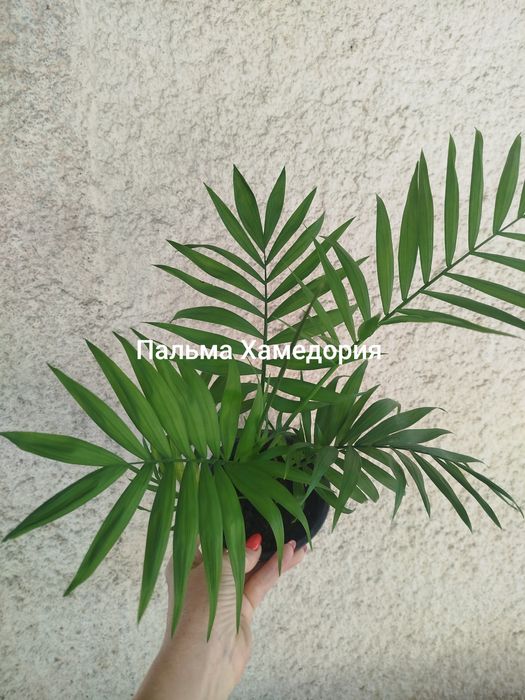 Цветочки в наличии