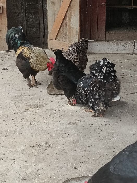 Vând  ouă găină și rată