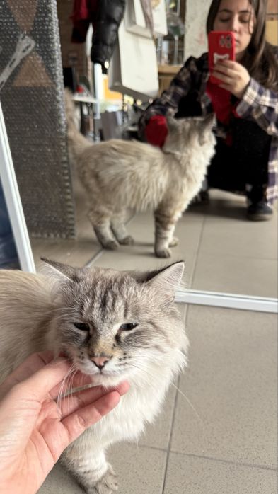 Отдадим кота бесплатно !