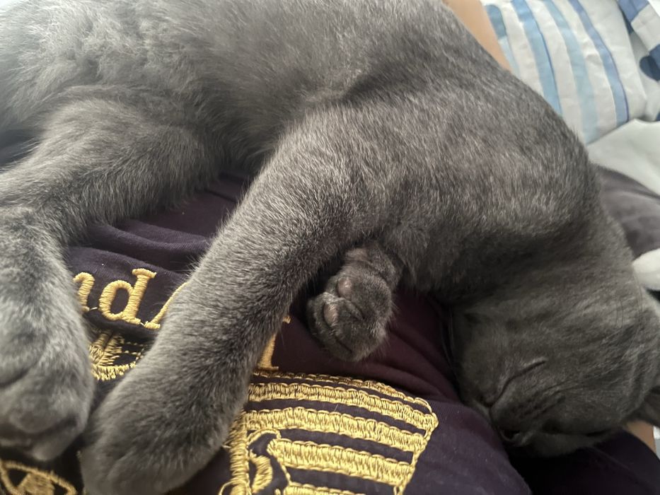Отдам котенка в добрые руки