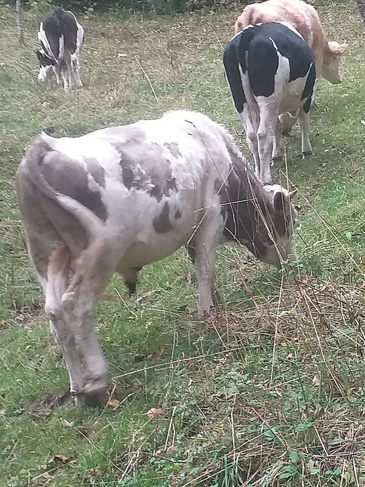 Vând tăuraș de 2 ani