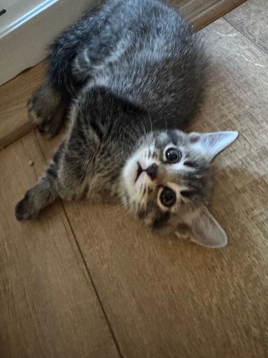Котенца Британки