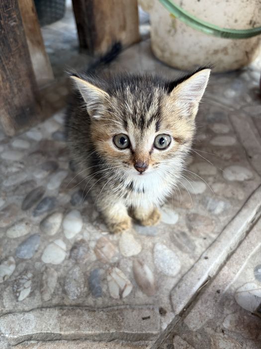 Котята  девочки срочно ищут дом!