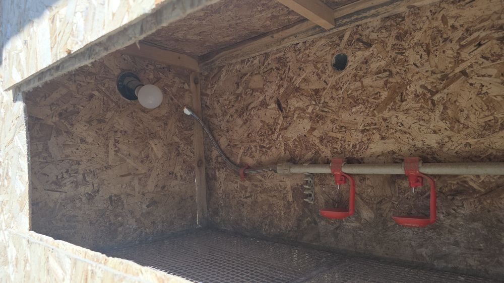 Брудер для цыплят