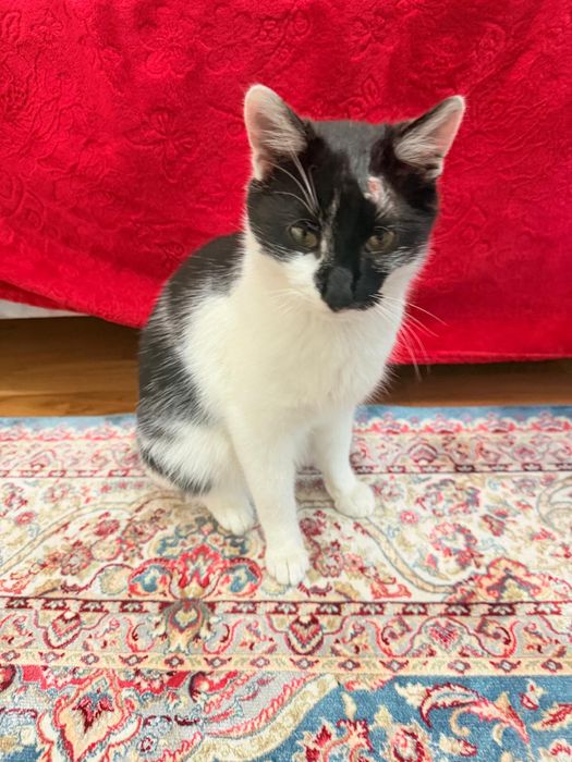 Donez pisica mascul 7-8 luni Bucuresti, Ilfov sau Constanta