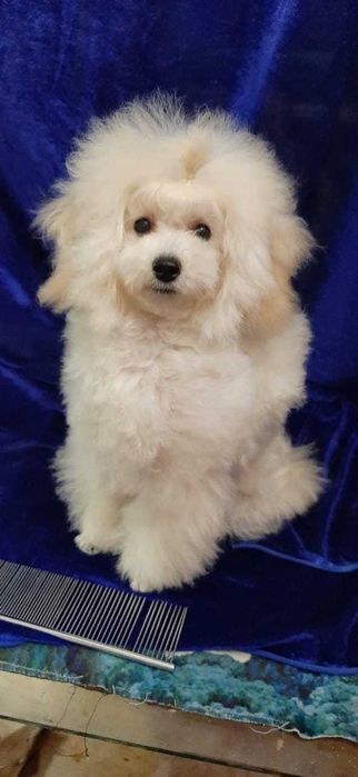 микро той пудель