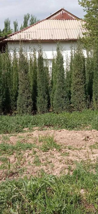 Арча можжевельник