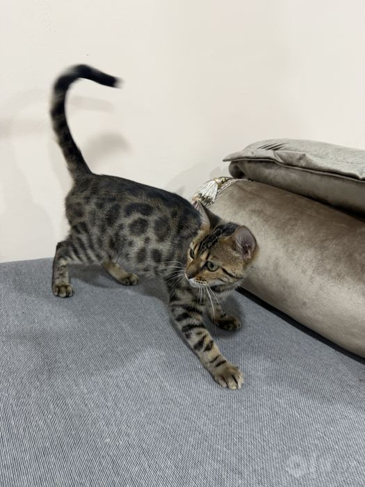 Bengal mushugi 1 yosh, qiz bola