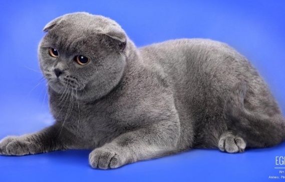Порода кошек шотландская вислоухая фото Порода кошек шотландская вислоухая фото