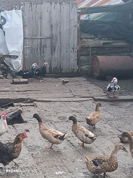 Глухонеми  патици