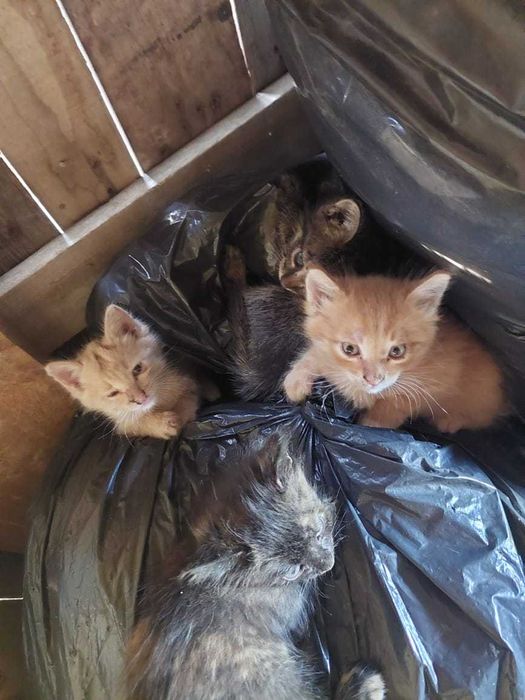 Отдам котят в добрые руки