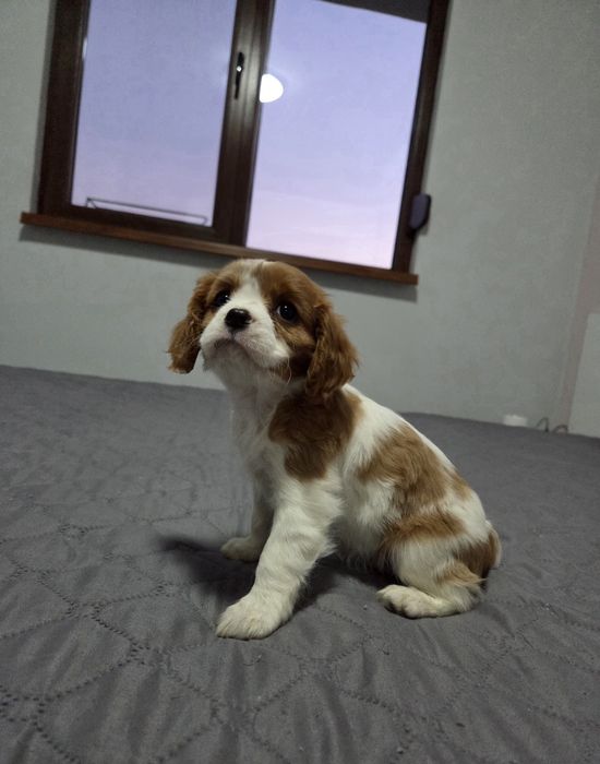 Кавалер Кинг Чарлз Шпаньол