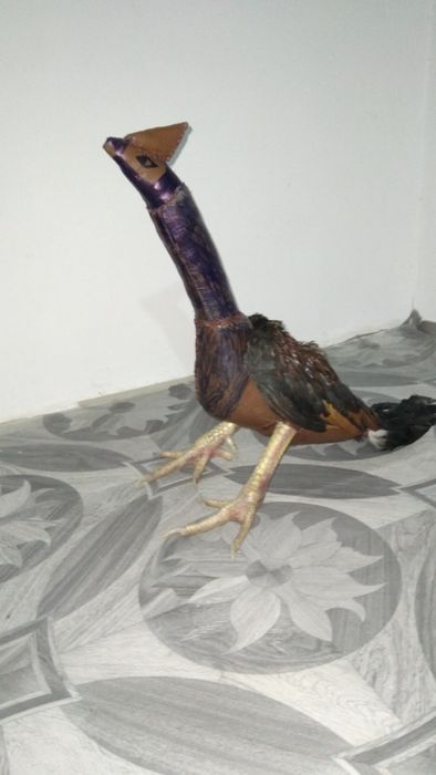 Хуроз учун макет сотилади