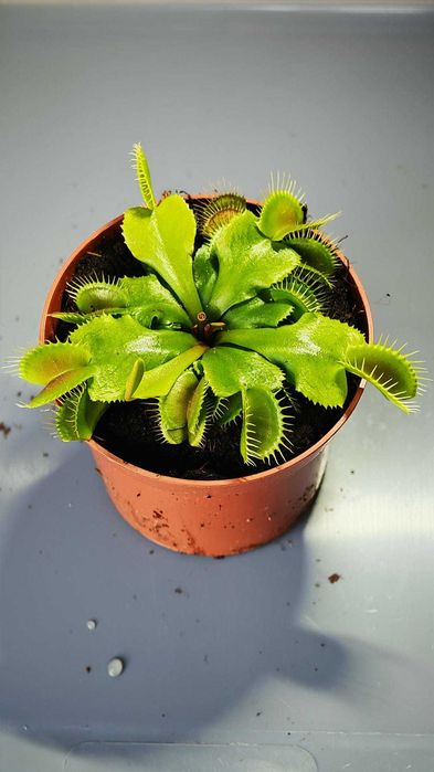 Мухоловка - Хищни - Насекомоядни растения