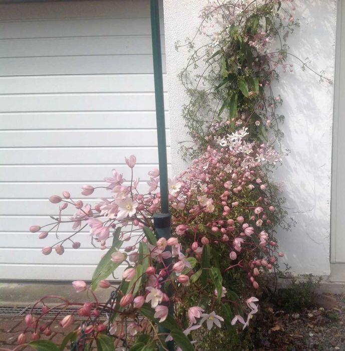 Клематис - Вечнозелен Цвят - Бял И розов