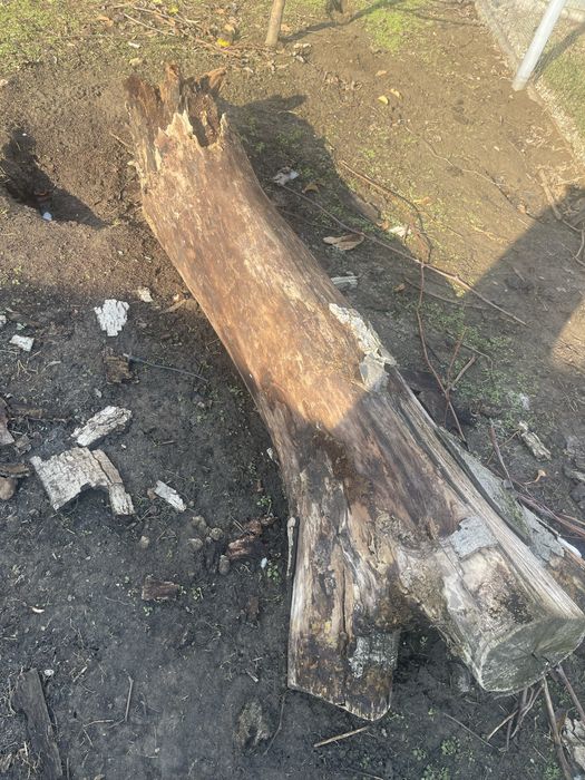 Lemne taiate pentru foc