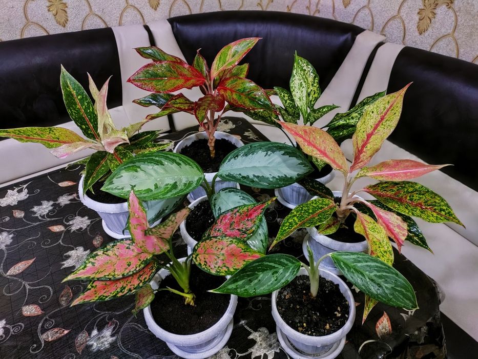 Красивые растения . Доставка