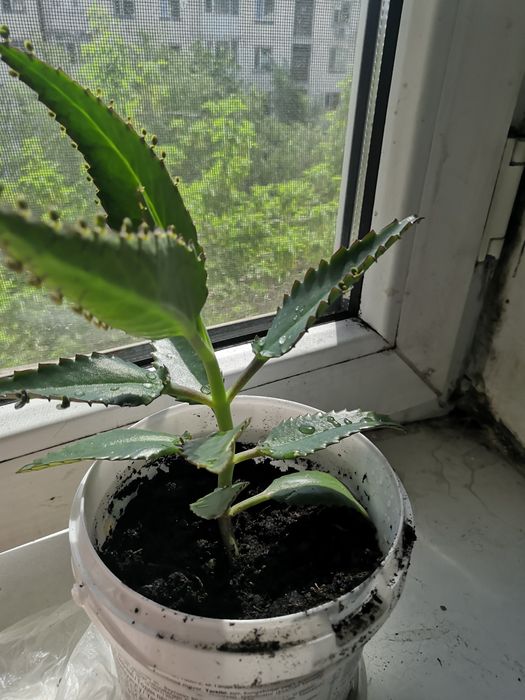 Продам каланхое лечебный