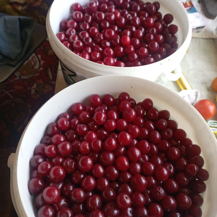 Продам вишню крупную дачную