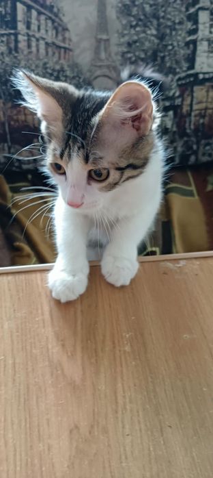 Маленькая кошечка