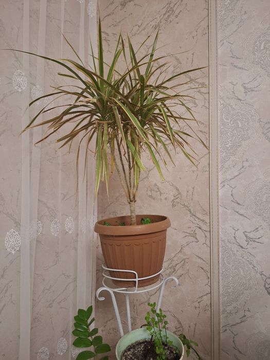 Цветы от 5000 тенге