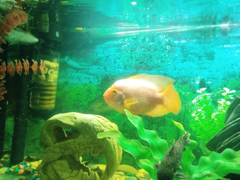 Аквариум 250 литров