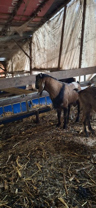 Vând tapi anglonubian