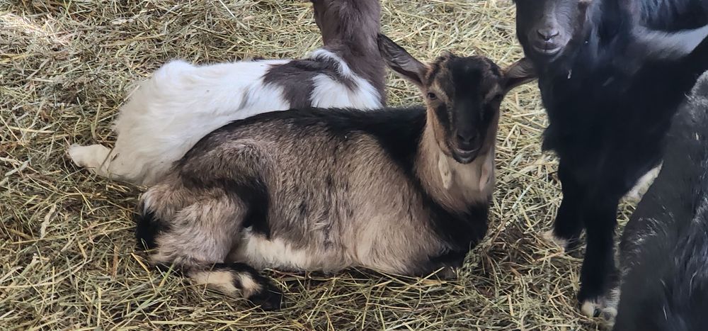 Vand o capra alpina franceza