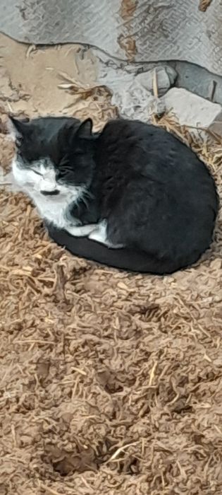 Mushuk arzom sotaman