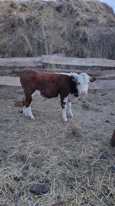 Продам быка 6месяц белоголовый