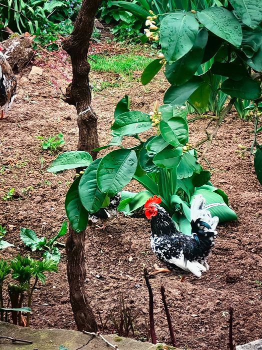 Оплодени яйца от Декоративни кокошки