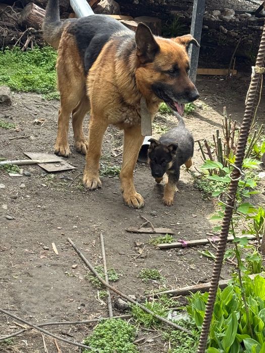 Продам щенков немецкой овчарки