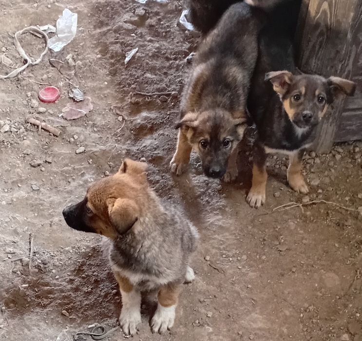 Отдам в хорошие руки